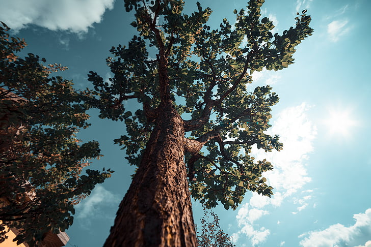 low angle shot, perspective, sky, tree, tree bark