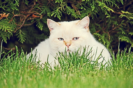 kočka, bílá, Ernst, domácí zvíře, kočka domácí, bílá kočka, pohled