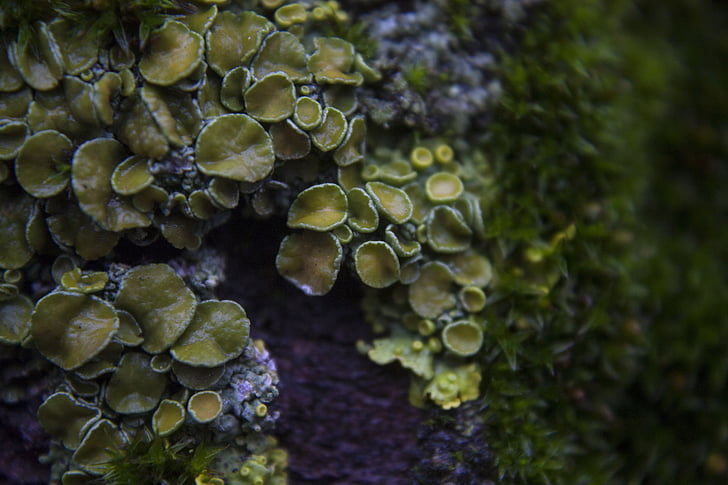 lichen, macro, vert, Closeup, nature