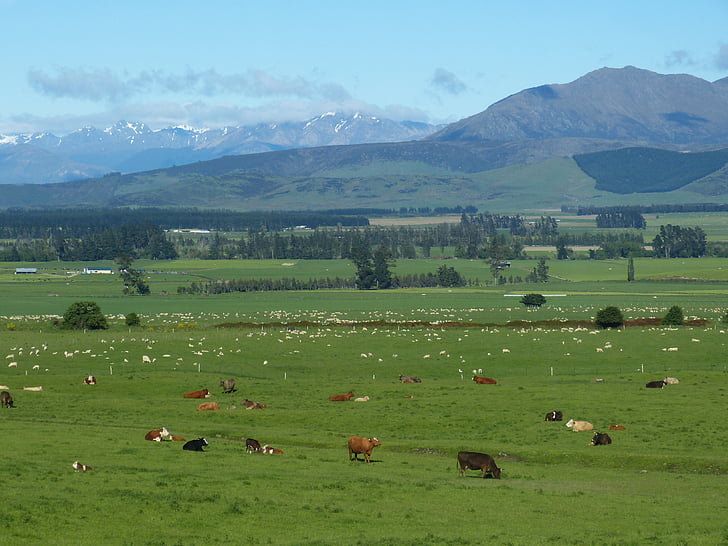 new zealand, landscape, agriculture, mountains, meadow, pasture, cows