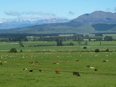 Nowa Zelandia, krajobraz, Rolnictwo, góry, łąka, pastwiska, krowy