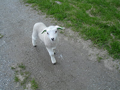羊, 羔羊, 清秀, 挪威北部, 放牧, 家养动物, 一种动物
