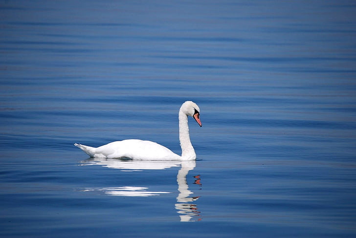 Swan, fågel, djur, vatten, sjön, vit, Vacker