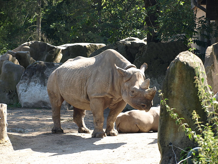 Parque zoológico, Rhino, animal, mamíferos