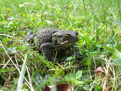 common toad, toad, animal, garden, animal lover, eyes