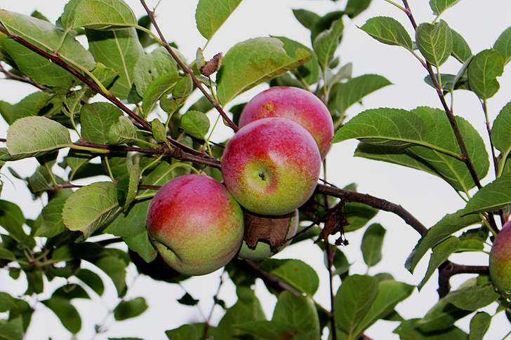 frutta, mele, triste, Apple, albero, ramoscelli, natura