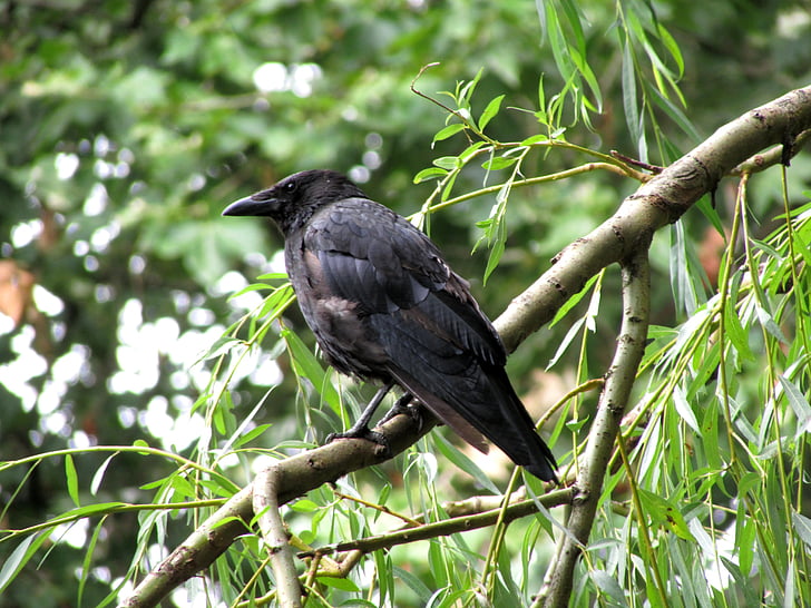 Cuervo, pájaro, Raven ave, negro