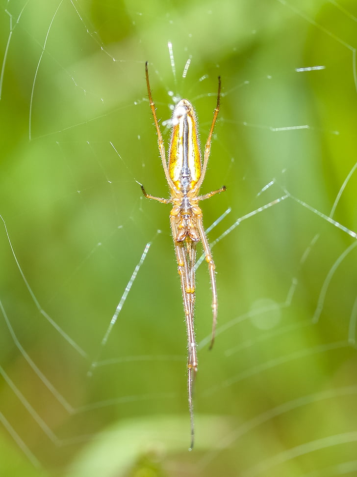 Strecker spider, edderkop, natur, dyr