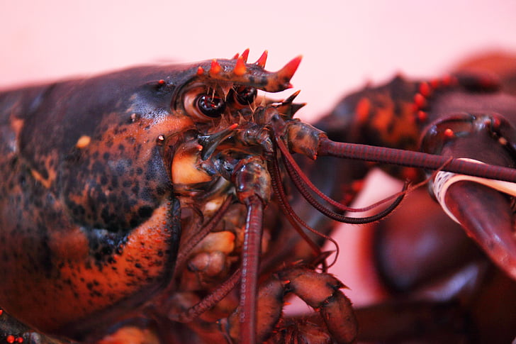 hewan, tubuh, detail, Lobster, Orange, merah, mata