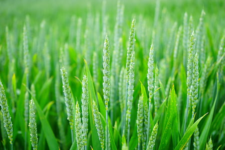 agriculture, blur, close-up, cropland, crops, farm, farming
