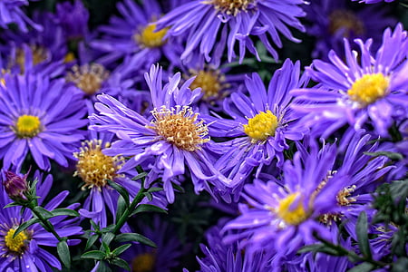 herbstastern, 紫菀, 紫苑, 复合材料, 花, 秋天, 开花
