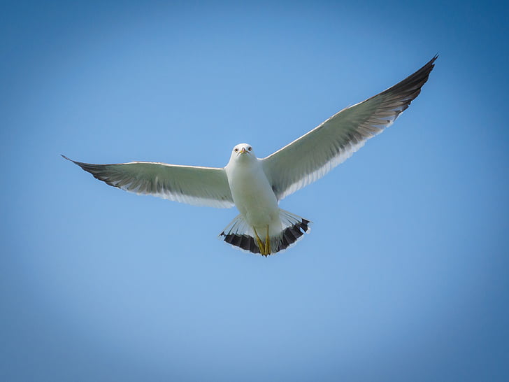 seagull, animal, new, i, bird, flying, nature