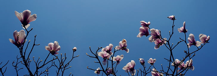 magnólie, Chang-čou, Prince bay, větev, kvetoucí, obloha, Příroda