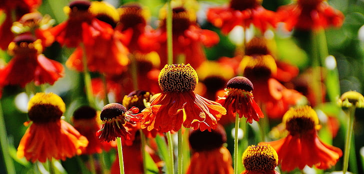 태양 모자, echinacea purpurea, 여름, 레드, 오렌지, 공장, 꽃
