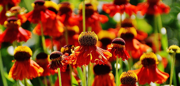 barret per al sol, Echinacea purpurea, l'estiu, vermell, taronja, planta, flor