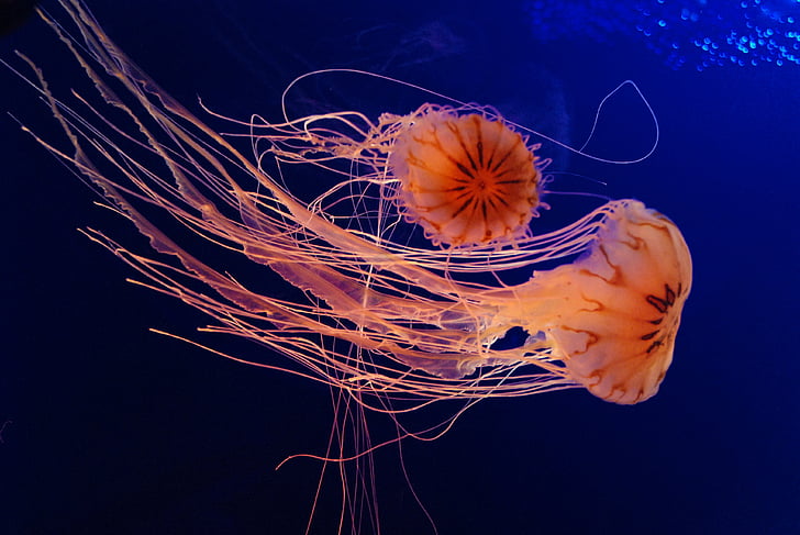 Meduza, akvarij, more, pod vodom, plava, pozadina