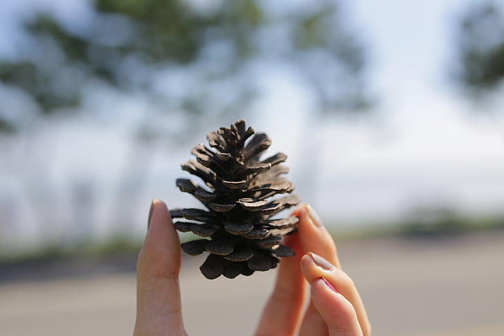 pine cone, hand, landscape