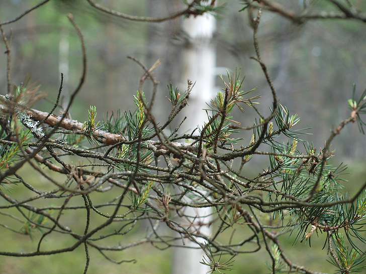branches, forest, tree