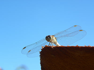 Dragonfly, bug, sommer, makro, natur, vinger
