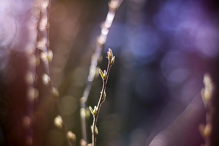 nature, outdoors, sweden