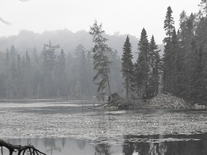 sjön, dimma, granar, natursköna, träd, reflektion, Kanada