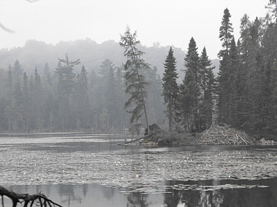 Lago, niebla, abetos, Scenic, árboles, reflexión, Canadá