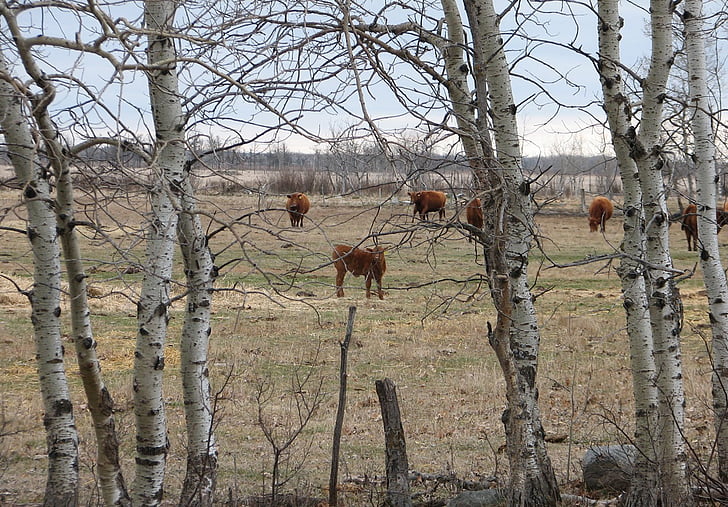cows, calves, cattle, beef, meat, farm, tree