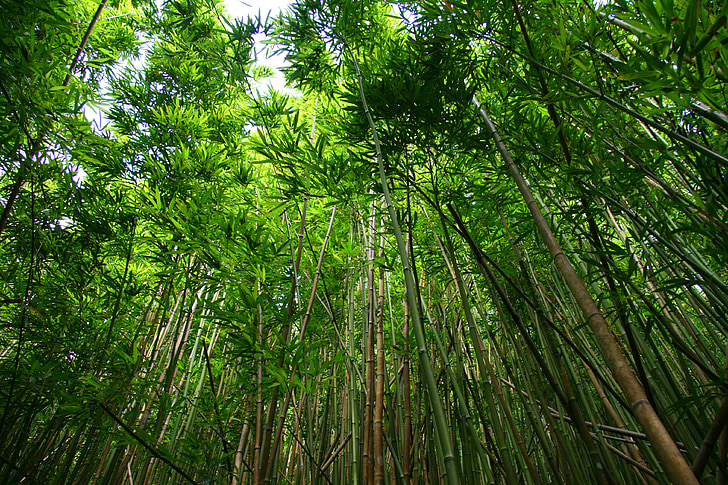 bambuko, miško, žygiai pėsčiomis, augalų, medis, žalia, natūralus