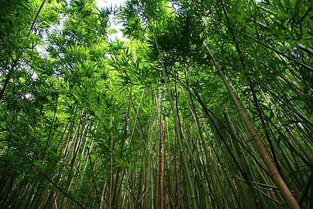bambú, bosque, senderismo, planta, árbol, verde, natural