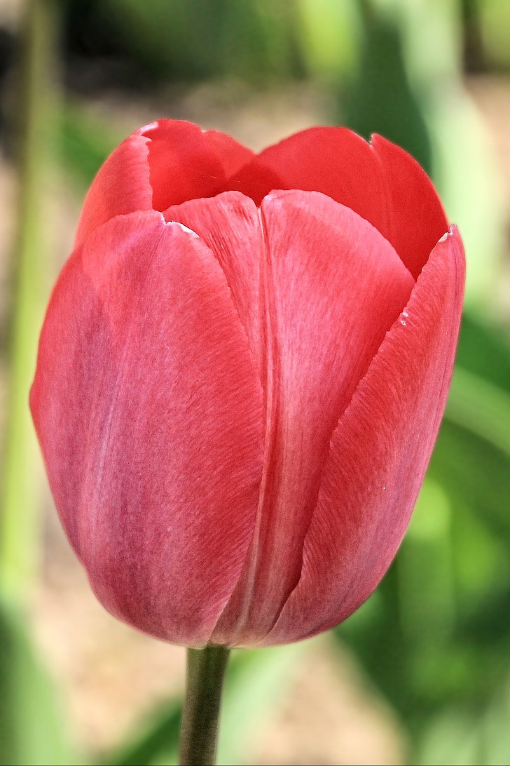 tulipán, tulipán, piros, tavaszi, tavaszi virág