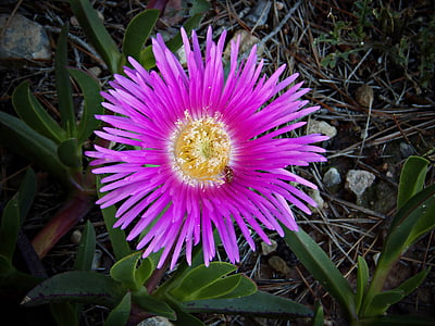jardin fleuri, Carpobrotus edulis, griffe de chat fleur, fleur extérieur, couleur intense, rose vif, jardin