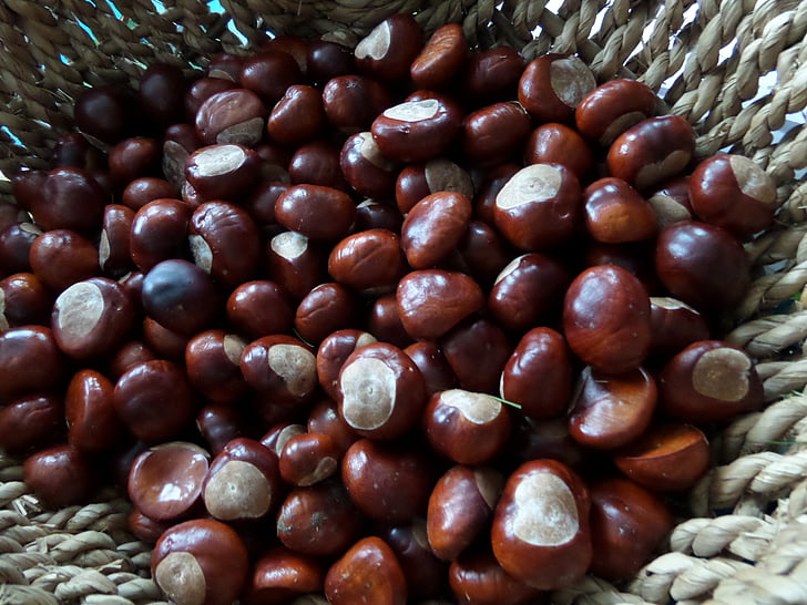 chestnut, musim gugur, keranjang, benih