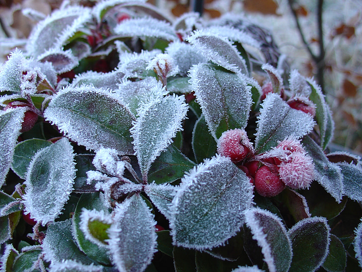 Vinter, Frost, gaultheria, grønn, bær