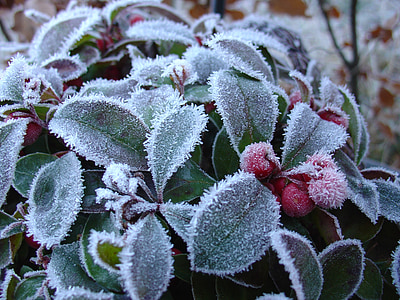 invierno, Frost, Gaultheria, verde, bayas