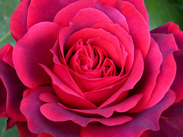 Rosa, kronblad, förgrunden, skönhet, fräschör