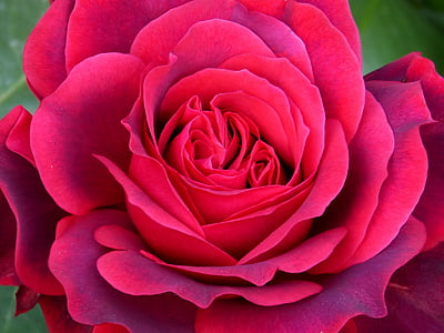 Rosa, cvetnih listov, ospredju, lepota, svežina
