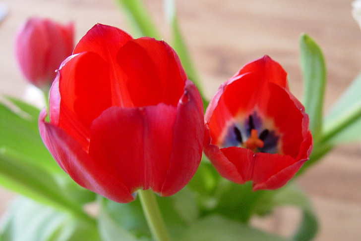 flores, tulipanes, rojo, flores, primavera, flor