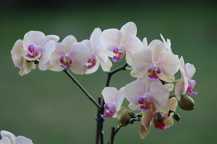 orchids, flower, nature, flowers, fragility, pink color, petal