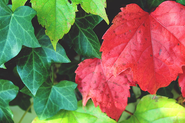 daun, merah, dinding, musim gugur, daun merah, dedaunan jatuh, alam