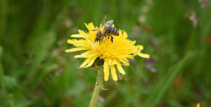 Dandelion, bunga, kuning, menunjuk bunga, padang rumput, lebah, serangga