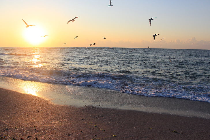 Sea, Bulgaria, lokkien, Linnut, Mustanmeren, Beach, matkustaa