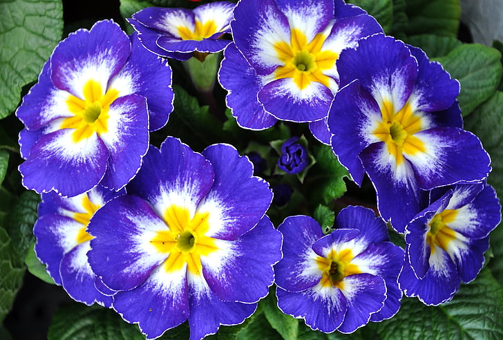 Primrose, lente, bloemen, blauwe primula