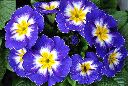 Primrose, kevään, kukat, sininen primula
