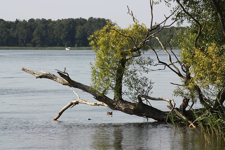 Lago, banco, paisagem, árvore, Reinberg, Brandenburg, natureza