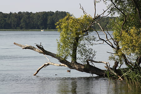 Lago, Banca, paesaggio, albero, Reinberg, Brandenburg, natura