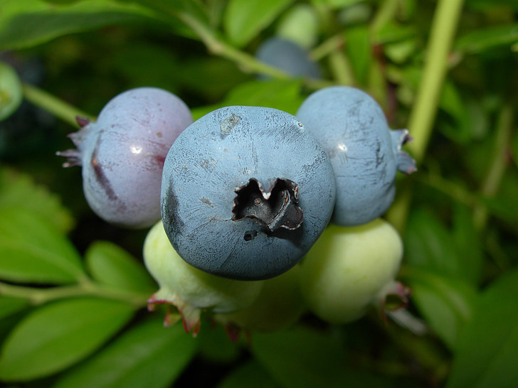 blueberries, summer, nature, forest