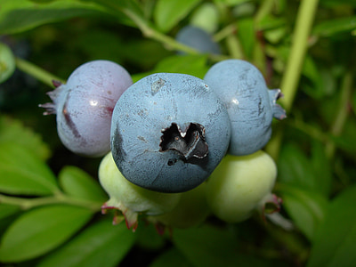 蓝莓, 夏季, 自然, 森林