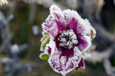 ice flowers, rose, hoarfrost, winter, flower, nature, focus on foreground