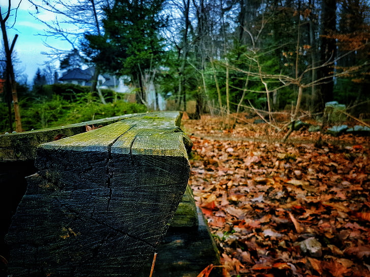 bench, leaves, green, orange