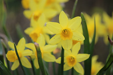 osterglocken, geltona, gėlė, žiedų, žydėti, uždaryti, pavasarį